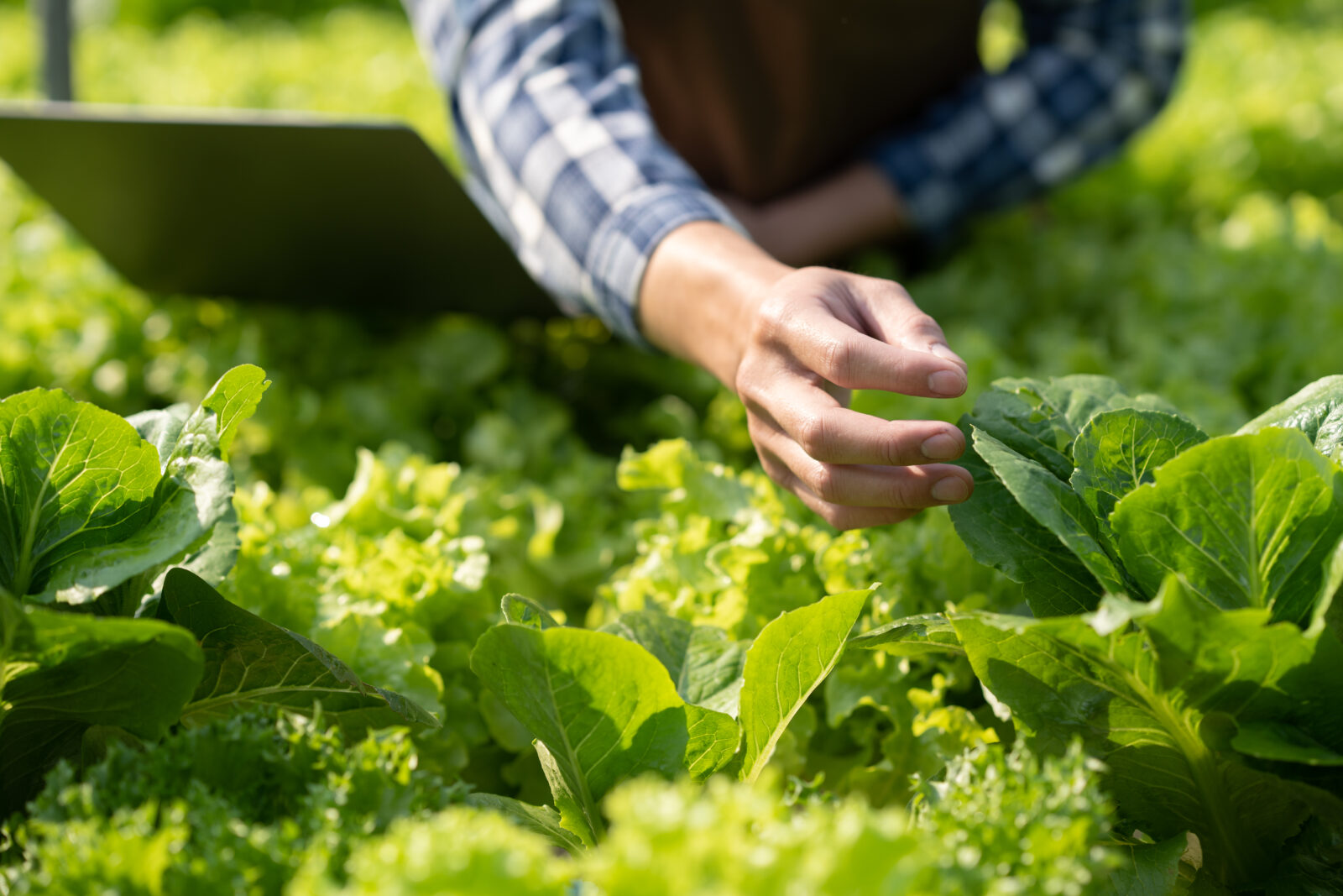 Close up view of farmer pick up fresh hydroponic vegetables in basket and give to customer in farm.